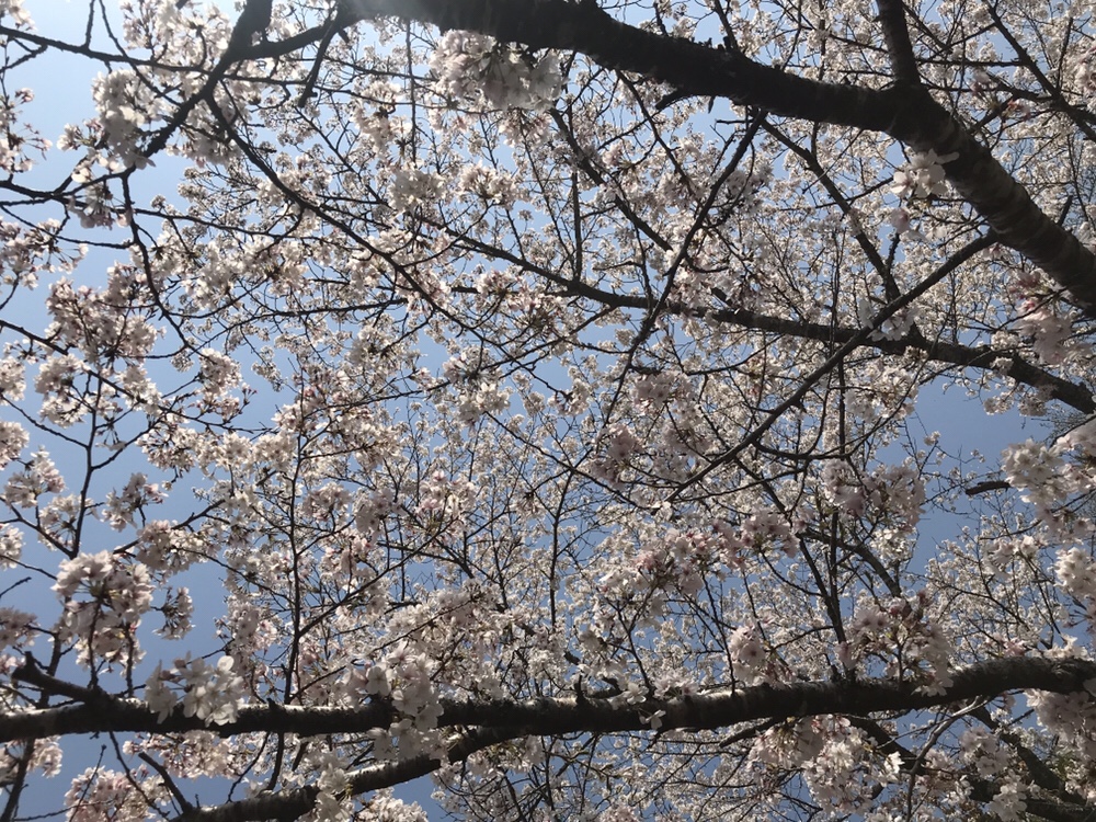 桜雨